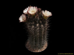 Eriosyce paucicostata subsp. echinus (syn. Neochilenia trapizensis 678